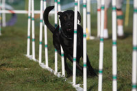 Agility Weaving