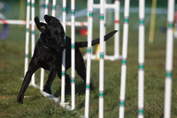 Agility Weaving