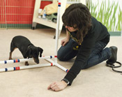 Agility Dog Training