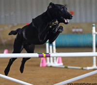 Agility Dog Training