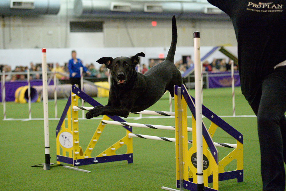 Dog Agility Classes Doggie Academy In Brooklyn New York